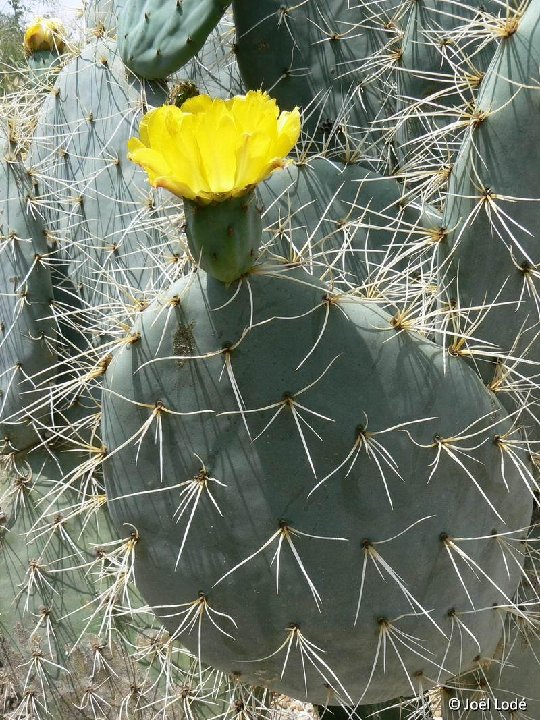 Opuntia robusta 'Cuerva' ex superbospina ©JLcoll.3631